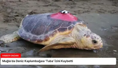 Muğla’da Deniz Kaplumbağası ‘Tuba’ İzini Kaybetti