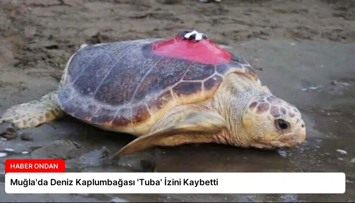 Muğla’da Deniz Kaplumbağası ‘Tuba’ İzini Kaybetti