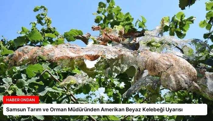 Samsun Tarım ve Orman Müdüründen Amerikan Beyaz Kelebeği Uyarısı