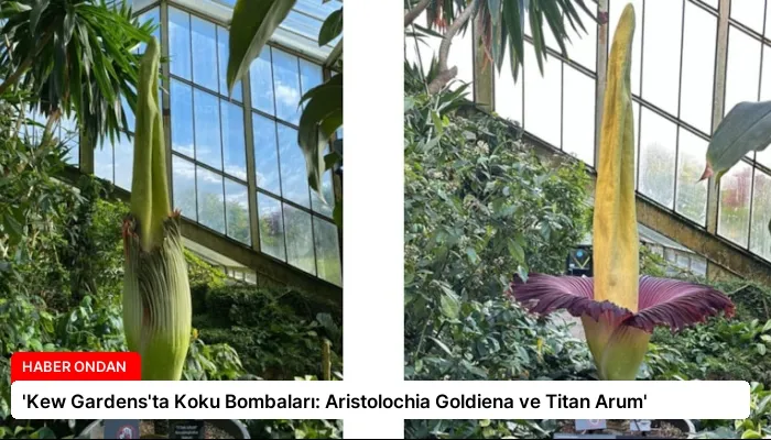 ‘Kew Gardens’ta Koku Bombaları: Aristolochia Goldiena ve Titan Arum’