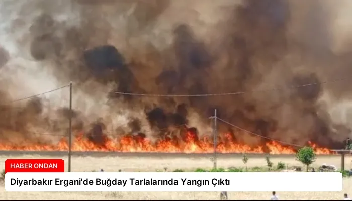 Diyarbakır Ergani’de Buğday Tarlalarında Yangın Çıktı