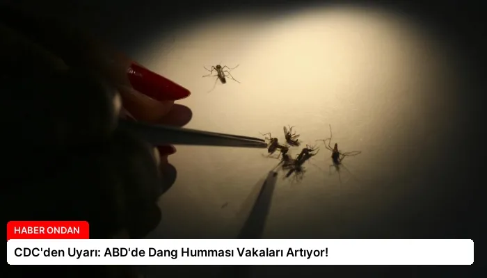 CDC’den Uyarı: ABD’de Dang Humması Vakaları Artıyor!