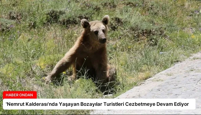 ‘Nemrut Kalderası’nda Yaşayan Bozayılar Turistleri Cezbetmeye Devam Ediyor