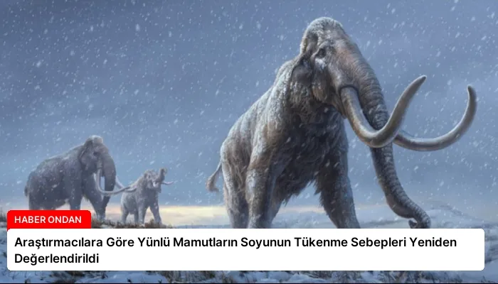 Araştırmacılara Göre Yünlü Mamutların Soyunun Tükenme Sebepleri Yeniden Değerlendirildi