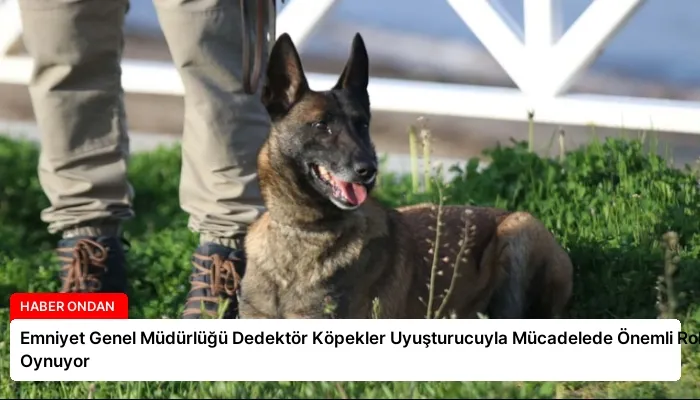 Emniyet Genel Müdürlüğü Dedektör Köpekler Uyuşturucuyla Mücadelede Önemli Rol Oynuyor