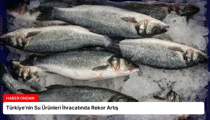 Türkiye’nin Su Ürünleri İhracatında Rekor Artış
