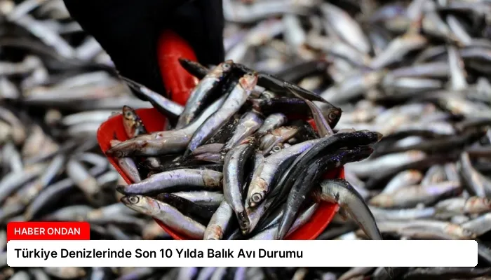 Türkiye Denizlerinde Son 10 Yılda Balık Avı Durumu