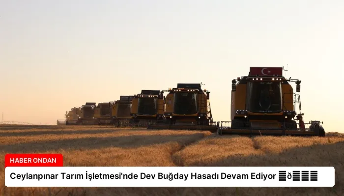 Ceylanpınar Tarım İşletmesi’nde Dev Buğday Hasadı Devam Ediyor ⏬👇