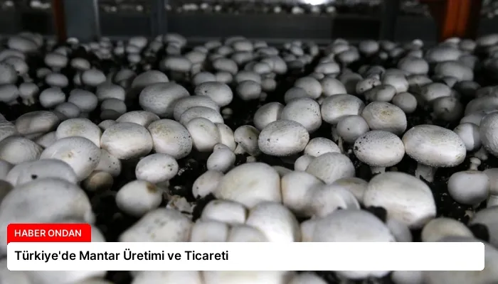 Türkiye’de Mantar Üretimi ve Ticareti