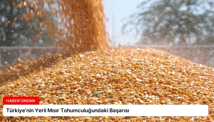 Türkiye’nin Yerli Mısır Tohumculuğundaki Başarısı