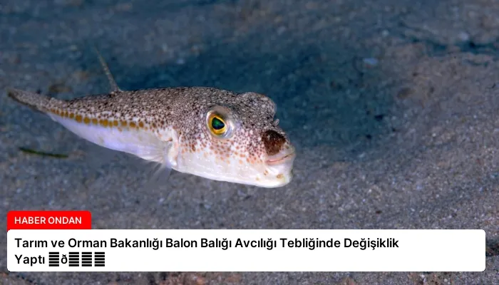 Tarım ve Orman Bakanlığı Balon Balığı Avcılığı Tebliğinde Değişiklik Yaptı ⏬👇