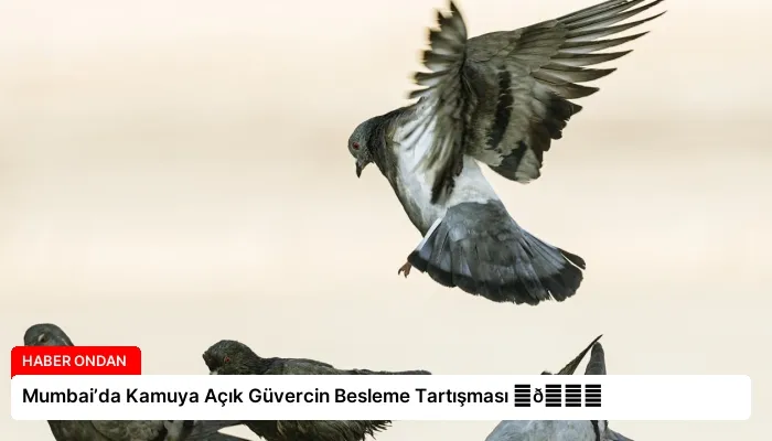 Mumbai’da Kamuya Açık Güvercin Besleme Tartışması ⏬👇