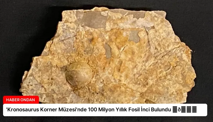 ‘Kronosaurus Korner Müzesi’nde 100 Milyon Yıllık Fosil İnci Bulundu ⏬👇