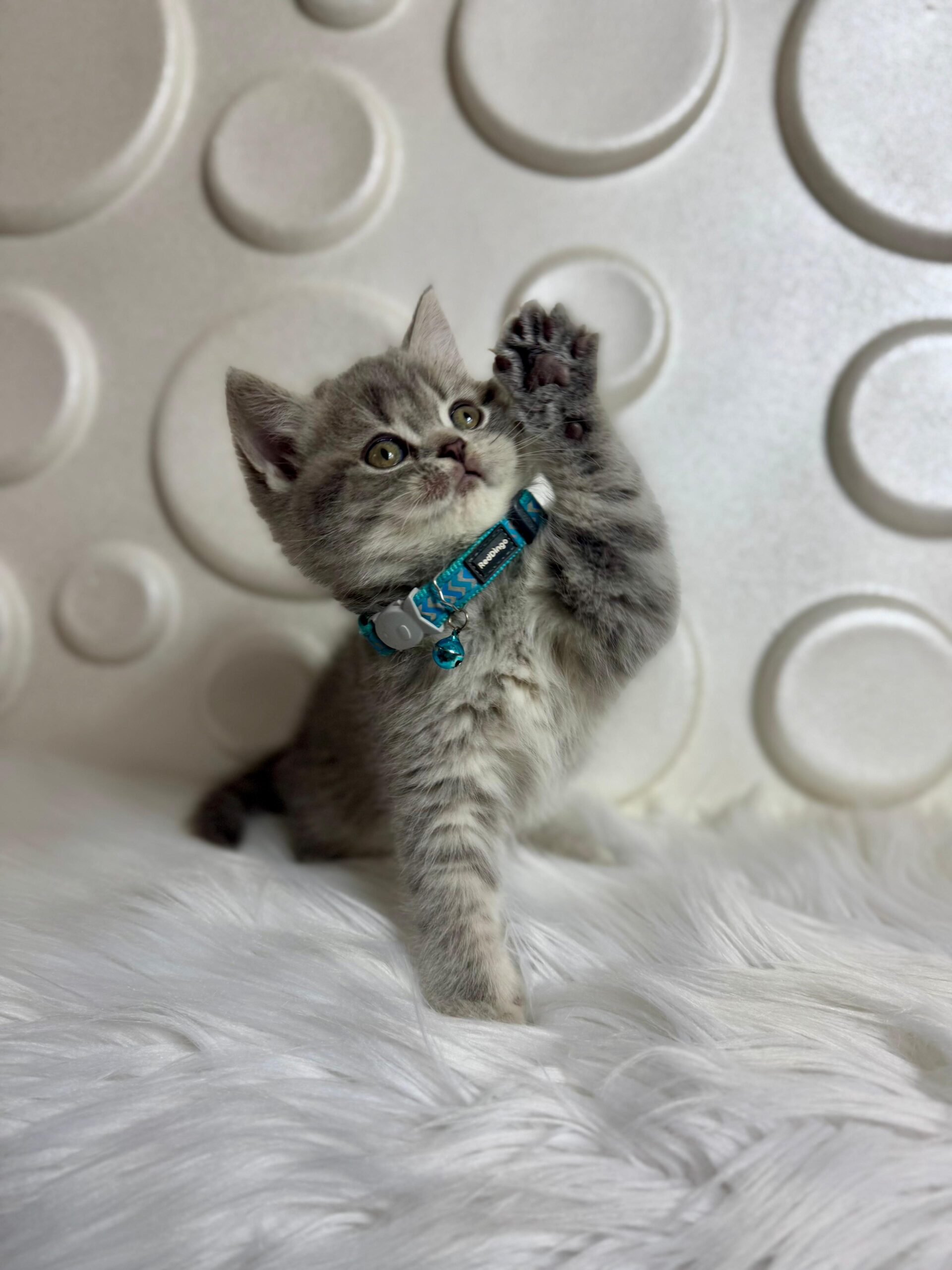British Shorthair Fiyatı ve Yavru Seçimi