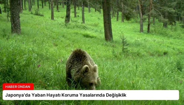 Japonya’da Yaban Hayatı Koruma Yasalarında Değişiklik