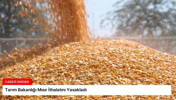 Tarım Bakanlığı Mısır İthalatını Yasakladı