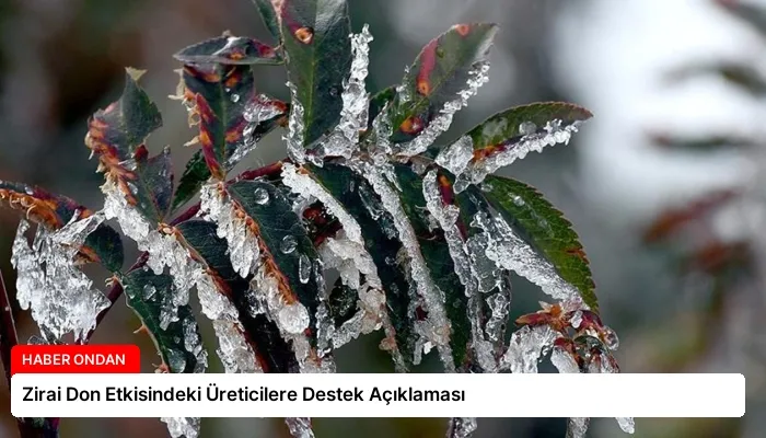 Zirai Don Etkisindeki Üreticilere Destek Açıklaması