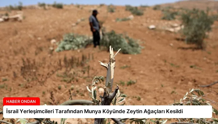 İsrail Yerleşimcileri Tarafından Munya Köyünde Zeytin Ağaçları Kesildi