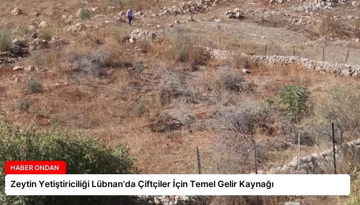 Zeytin Yetiştiriciliği Lübnan’da Çiftçiler İçin Temel Gelir Kaynağı