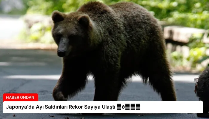 Japonya’da Ayı Saldırıları Rekor Sayıya Ulaştı ⏬👇