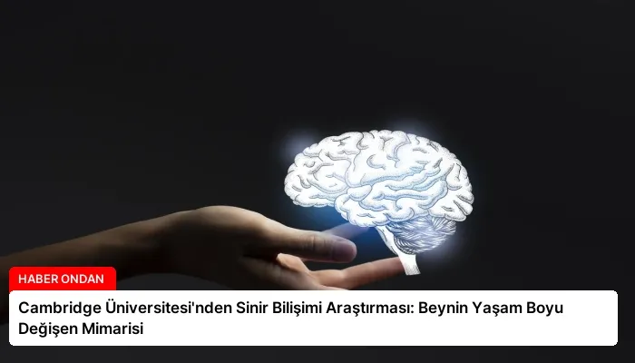 Cambridge Üniversitesi’nden Sinir Bilişimi Araştırması: Beynin Yaşam Boyu Değişen Mimarisi