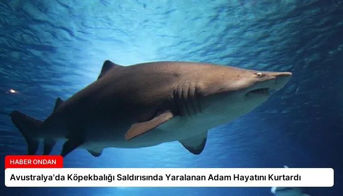 Avustralya’da Köpekbalığı Saldırısında Yaralanan Adam Hayatını Kurtardı