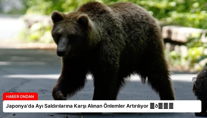 Japonya’da Ayı Saldırılarına Karşı Alınan Önlemler Artırılıyor ⏬👇