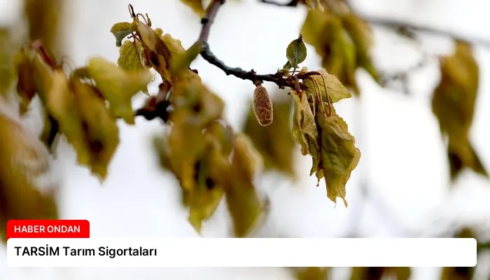 TARSİM Tarım Sigortaları