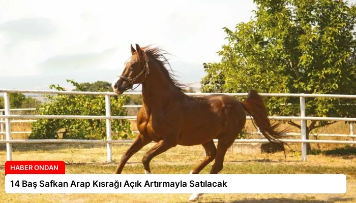 14 Baş Safkan Arap Kısrağı Açık Artırmayla Satılacak