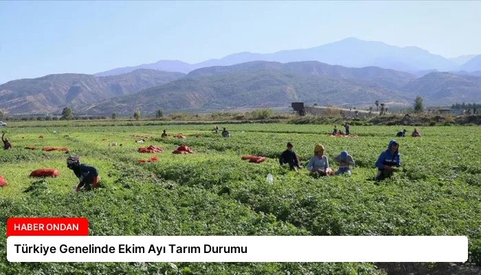 Türkiye Genelinde Ekim Ayı Tarım Durumu
