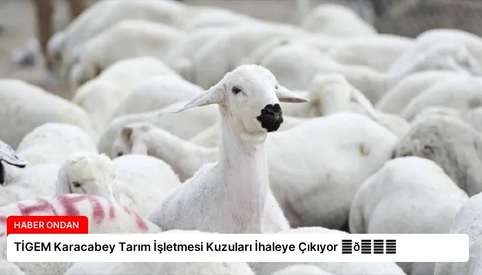TİGEM Karacabey Tarım İşletmesi Kuzuları İhaleye Çıkıyor ⏬👇