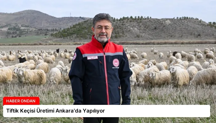 Tiftik Keçisi Üretimi Ankara’da Yapılıyor
