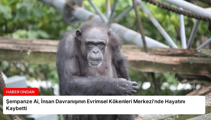 Şempanze Ai, İnsan Davranışının Evrimsel Kökenleri Merkezi’nde Hayatını Kaybetti