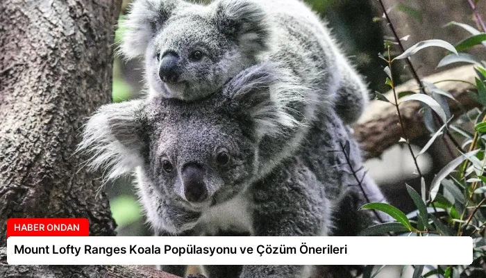 Mount Lofty Ranges Koala Popülasyonu ve Çözüm Önerileri