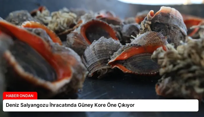 Deniz Salyangozu İhracatında Güney Kore Öne Çıkıyor