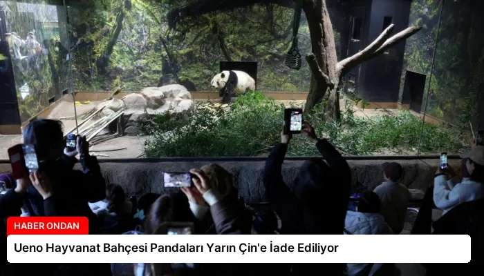 Ueno Hayvanat Bahçesi Pandaları Yarın Çin’e İade Ediliyor