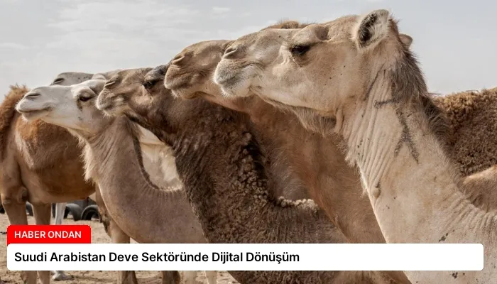 Suudi Arabistan Deve Sektöründe Dijital Dönüşüm