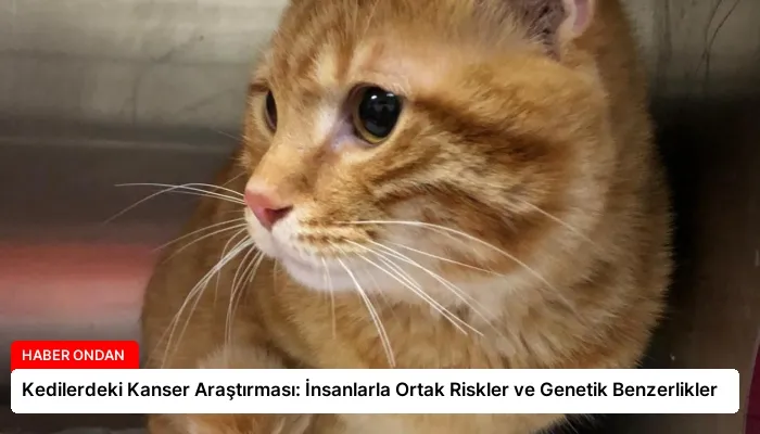 Kedilerdeki Kanser Araştırması: İnsanlarla Ortak Riskler ve Genetik Benzerlikler