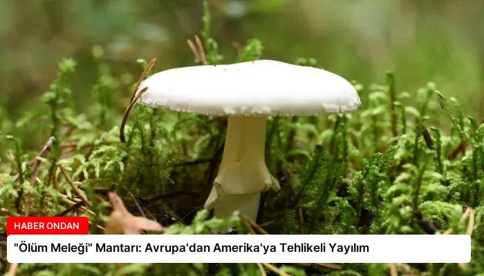“Ölüm Meleği” Mantarı: Avrupa’dan Amerika’ya Tehlikeli Yayılım