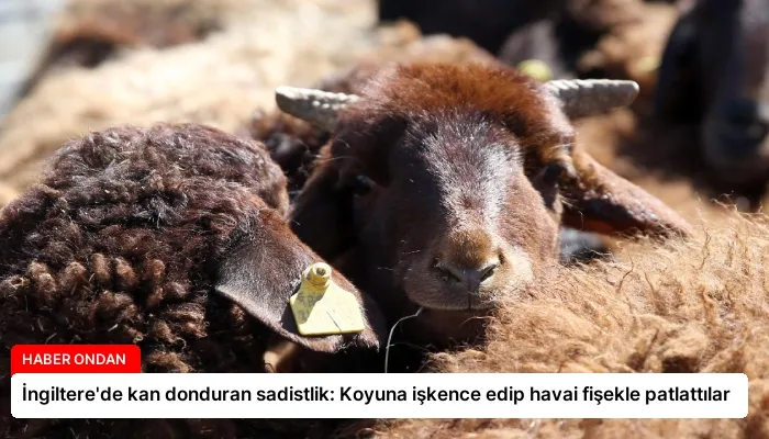 İngiltere’de kan donduran sadistlik: Koyuna işkence edip havai fişekle patlattılar