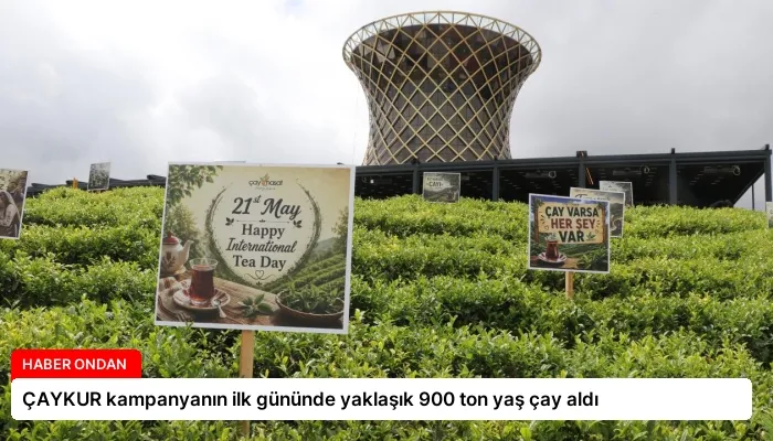 ÇAYKUR kampanyanın ilk gününde yaklaşık 900 ton yaş çay aldı