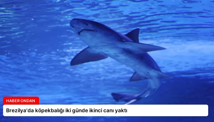 Brezilya’da köpekbalığı iki günde ikinci canı yaktı