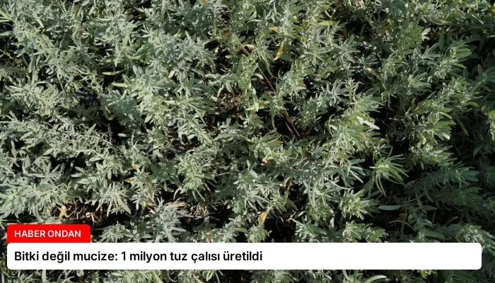 Bitki değil mucize: 1 milyon tuz çalısı üretildi
