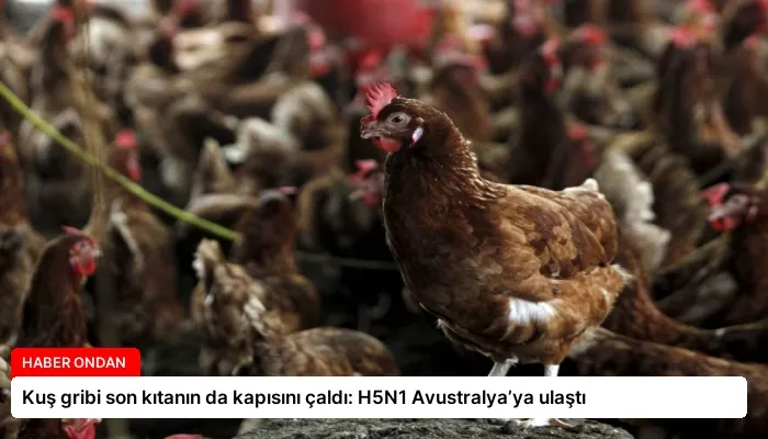 Kuş gribi son kıtanın da kapısını çaldı: H5N1 Avustralya’ya ulaştı
