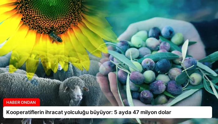 Kooperatiflerin ihracat yolculuğu büyüyor: 5 ayda 47 milyon dolar