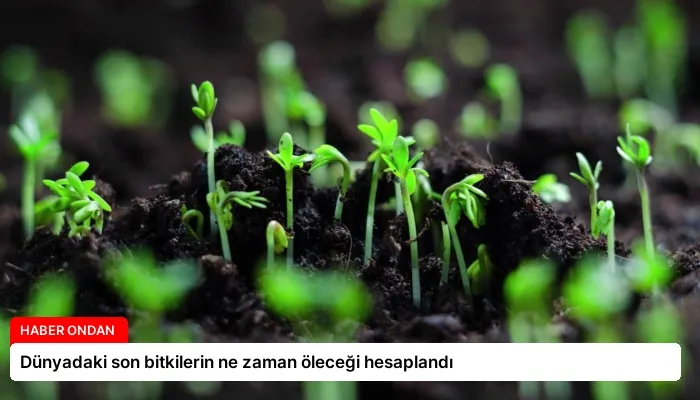 Dünyadaki son bitkilerin ne zaman öleceği hesaplandı