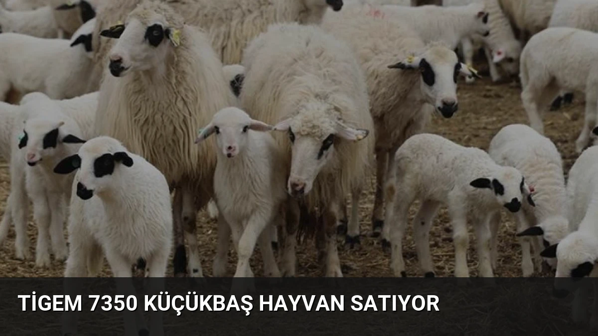 TİGEM 7350 Küçükbaş Hayvan Satıyor